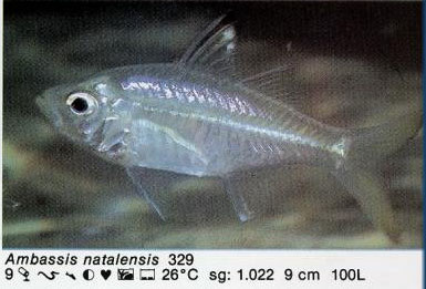 Ambassis natalensis